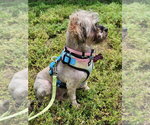 Small #2 Shih Tzu