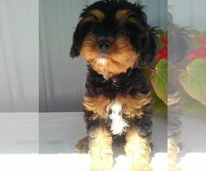Cavapoo Puppy for sale in FREDERICKSBURG, OH, USA