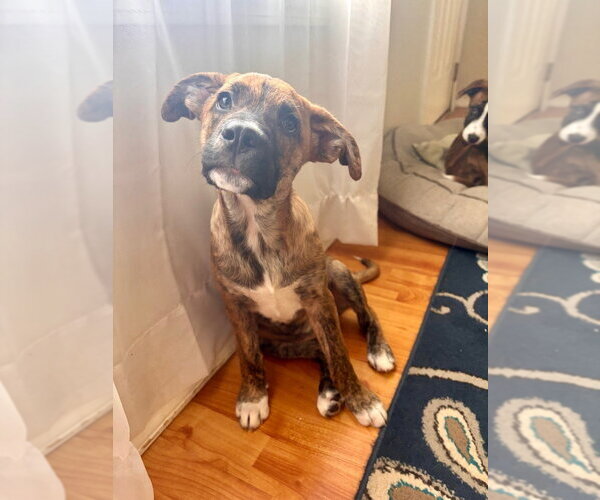 Medium Photo #3 Plott Hound-Unknown Mix Puppy For Sale in Claremore, OK, USA