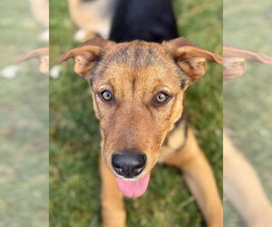 Mesa - Female Rottweiler Dog for Adoption - Photo #3