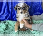 Small Photo #4 Miniature American Shepherd Puppy For Sale in COLORADO SPRINGS, CO, USA