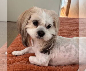 Lhasa Apso Dogs for adoption in Chico, CA, USA