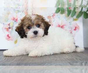 Poochon Puppy for sale in BEL AIR, MD, USA