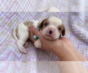 Cavalier King Charles Spaniel Puppy for sale in CAMPBELLSVILLE, KY, USA