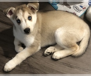 Alusky Puppy for sale in GRAND FORKS, ND, USA