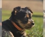 Small #1 Yorkshire Terrier