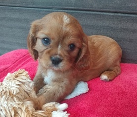 Cavalier King Charles Spaniel Puppy for sale in WEST BLOOMFIELD, MI, USA