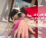 Small #7 Shih Tzu Mix