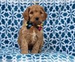 Small Photo #7 Cocker Spaniel-Poodle (Miniature) Mix Puppy For Sale in LAKELAND, FL, USA