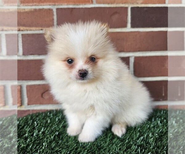 Medium Photo #18 Pomeranian Puppy For Sale in BOSTON, MA, USA