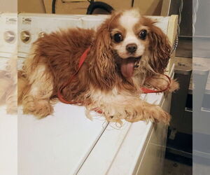 Cavalier King Charles Spaniel Dogs for adoption in Bonifay, MO, USA