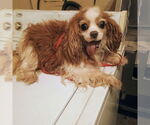 Small Cavalier King Charles Spaniel