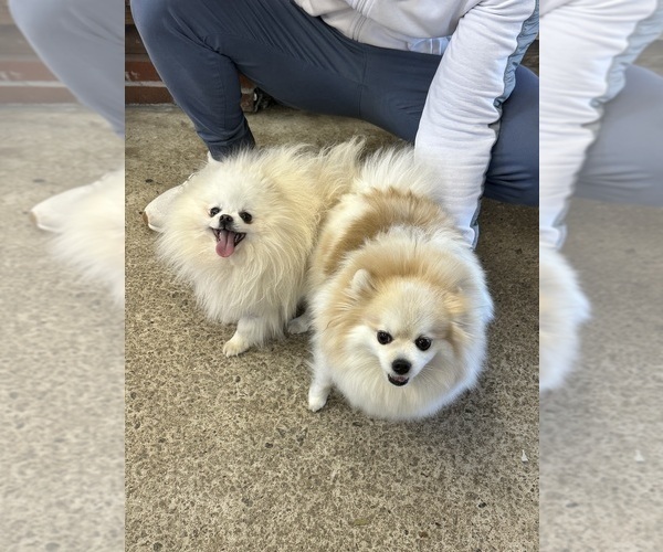 Medium Photo #8 Pomeranian Puppy For Sale in LOGANVILLE, GA, USA