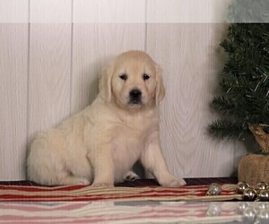 English Cream Golden Retriever Puppy for sale in FREDERICKSBG, OH, USA