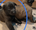 Small Photo #16 Belgian Malinois Puppy For Sale in LABADIE, MO, USA