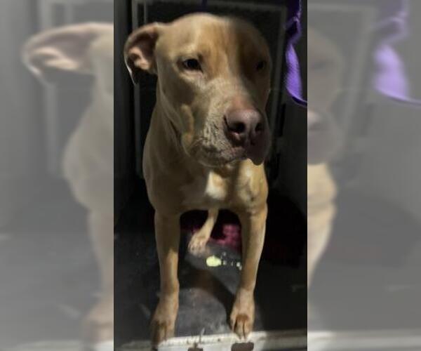 Medium Photo #1 Mutt Puppy For Sale in Bakersfield, CA, USA