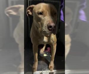 Mutt Dogs for adoption in Bakersfield, CA, USA