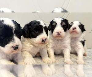 Bernedoodle (Miniature) (+ Poodle Miniature) Puppy for Sale in URBANA, Ohio USA