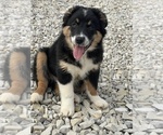 Small Photo #1 Australian Shepherd Puppy For Sale in MARTINSVILLE, IN, USA