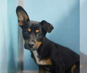 Chihuahua-Unknown Mix Dogs for adoption in San Antonio, TX, USA