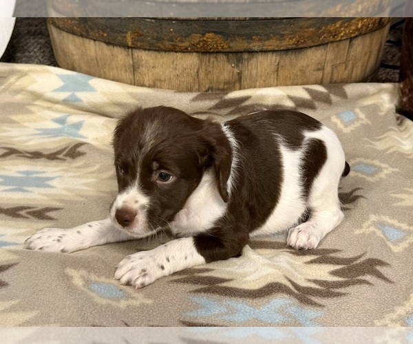 Medium Photo #2 Brittany Puppy For Sale in ORRUM, NC, USA
