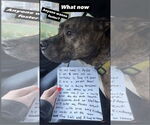 Small #2 American Pit Bull Terrier Mix