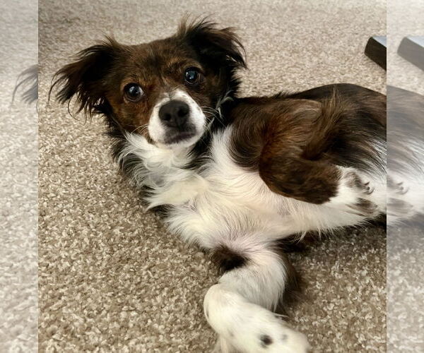 Medium Photo #4 Papillon-Unknown Mix Puppy For Sale in Newport Beach, CA, USA