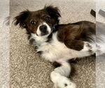 Small #3 Papillon Mix