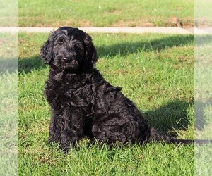 Goldendoodle Puppy for sale in LANCASTER, PA, USA
