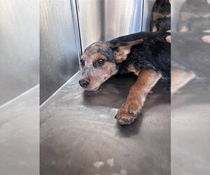 Mutt Dogs for adoption in Oklahoma City, OK, USA
