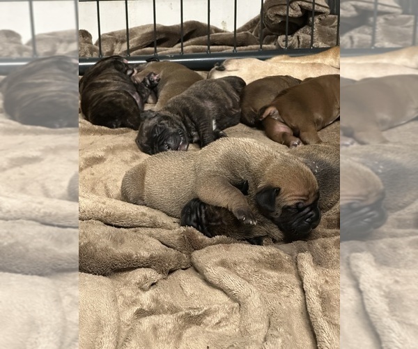 Medium Photo #11 Boerboel Puppy For Sale in THREE RIVERS, MI, USA