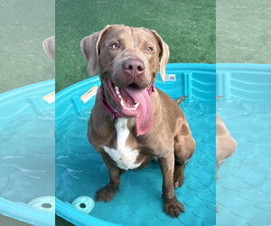 Labrador Retriever-Unknown Mix Dogs for adoption in Spring Lake, NJ, USA