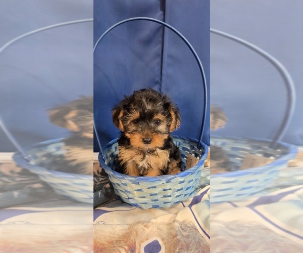 Medium Photo #12 Yorkshire Terrier Puppy For Sale in HUNTSVILLE, AL, USA