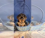 Small #11 Yorkshire Terrier
