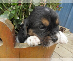 Bea-Tzu Puppy for sale in BUCKLIN, MO, USA