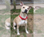 Small #1 American Pit Bull Terrier-Rat Terrier Mix