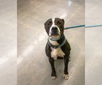 Small #2 American Pit Bull Terrier Mix
