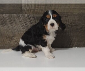 Cavalier King Charles Spaniel Puppy for sale in CLARK, MO, USA