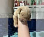 Litter of 6 - Male(s) and Female(s) Golden RetrieverLitter of Puppies for Sale - Photo #7