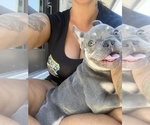 Puppy champ French Bulldog