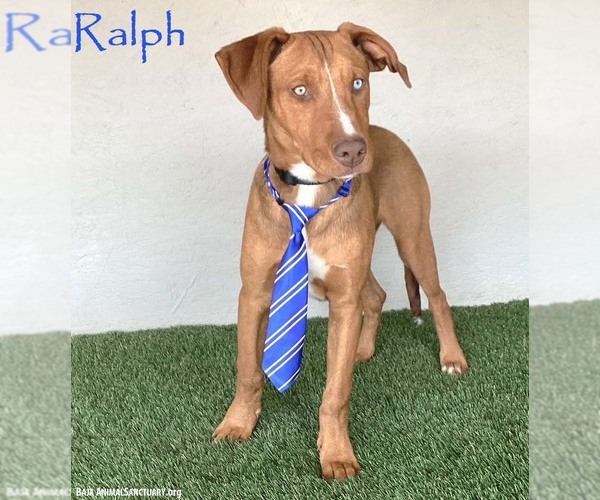 Medium Photo #8 Unknown-Weimaraner Mix Puppy For Sale in San Diego, CA, USA