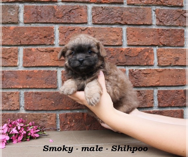 Medium Photo #2 Shih-Poo Puppy For Sale in CLARKRANGE, TN, USA