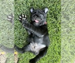 Puppy Percy Pug