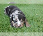 Small Photo #2 English Bulldog Puppy For Sale in MENLO PARK, CA, USA