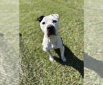 Small American Pit Bull Terrier Mix