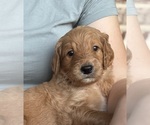 Small Photo #12 Goldendoodle Puppy For Sale in RED OAK, TX, USA