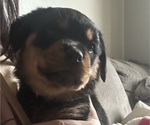 Small #28 Rottweiler