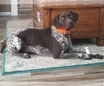 Small Photo #10 German Shorthaired Pointer Puppy For Sale in ARKANSAS CITY, KS, USA
