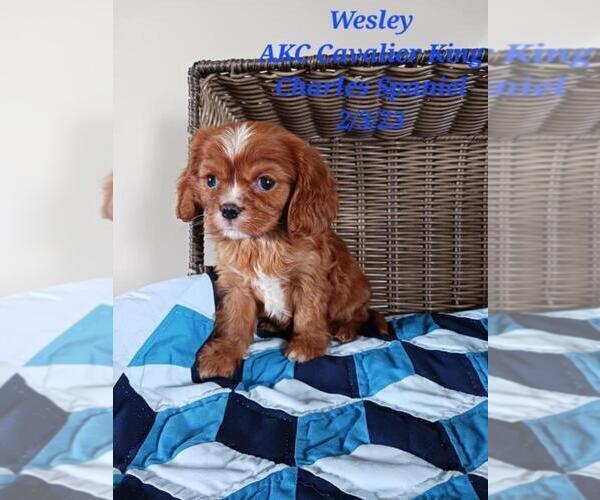Medium Photo #1 Cavalier King Charles Spaniel Puppy For Sale in SHIPSHEWANA, IN, USA