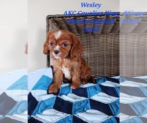 Cavalier King Charles Spaniel Puppy for Sale in SHIPSHEWANA, Indiana USA